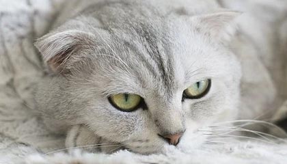 118图库-资料中心-分段占比-入口页