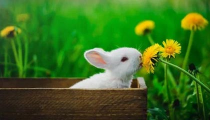 天齐网图库-快速检索-历史索引回看-核验中心,天齐网图库图